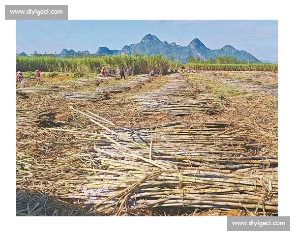 两个农夫比拼甘蔗种植技艺争夺丰收冠军的故事 两个农夫比拼甘蔗种植技艺争夺丰收冠军的故事